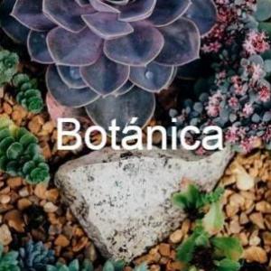 IDENTIFICAR LAS FLORES