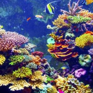 arrecifes de coral de colombia