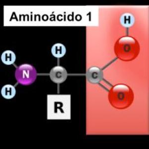 Aminoácidos
