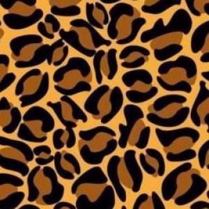 Safari