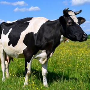 LA VACA