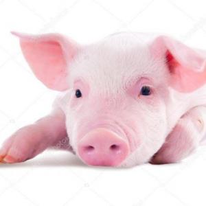 El chancho
