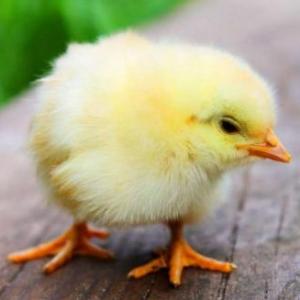 Gallo y gallina