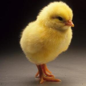 Gallo y gallina