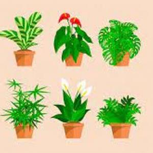 Plantas. - Trivias - Juego Educativo - Ciencias - Mobbyt