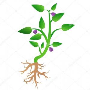 Partes de las plantas