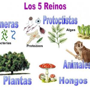 Los cinco reinos de la naturaleza