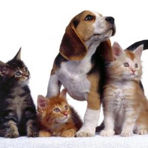 Animales Domésticos