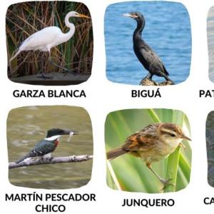 ANIMALES DE LOS HUMEDALES