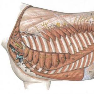 Musculos del abdomen del Equino