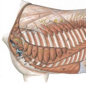 Musculos del abdomen del canino