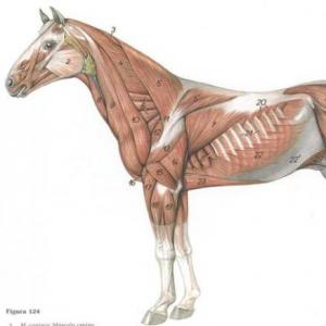 Músculos del torax y abdomen equino