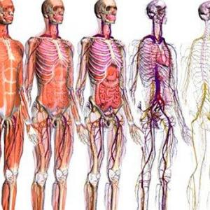 Imagen de portada del videojuego educativo: Los sistemas del cuerpo humano., de la temática Ciencias