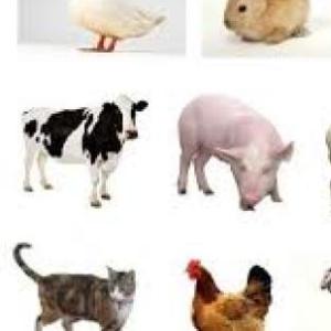 encontrar los animales domesticos