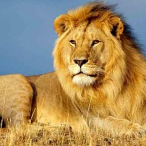 adivinar los animales