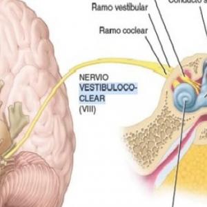 juego del VIII par craneal