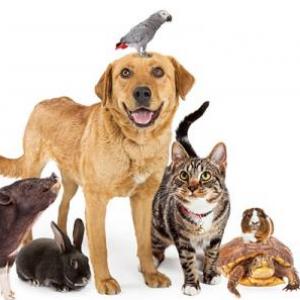 Memotest de animales 