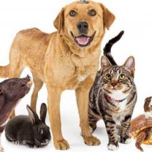 Juego de animales