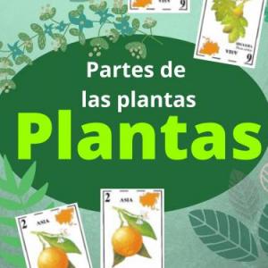 Partes de las plantas