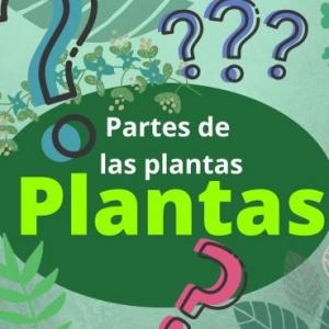 Partes de las plantas