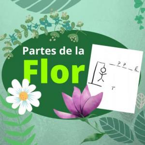 Ahorcado partes de la flor
