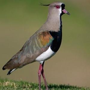 AVES DEL LITORAL