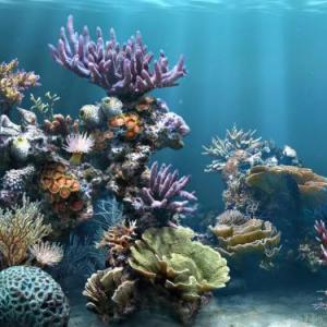 Memorama de Animales Marinos