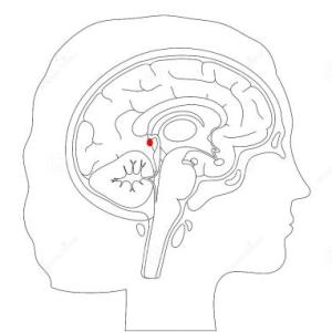 Imagen de portada del videojuego educativo: Glándula Pineal., de la temática Salud