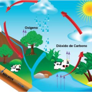 CICLOS BIOQUÍMICOS