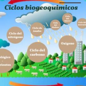 CICLOS BIOQUÍMICOS