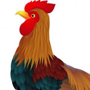 Juego el canto del gallo