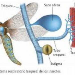 Mecanismos repiratorios invertebrados