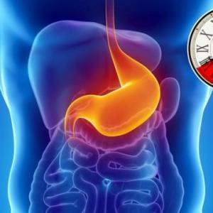 Sistemas digestivos vertebrados