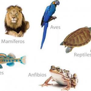 RESPIRACIÓN EN VERTEBRADOS