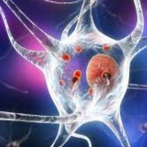 Sistema digestivos invertebrados