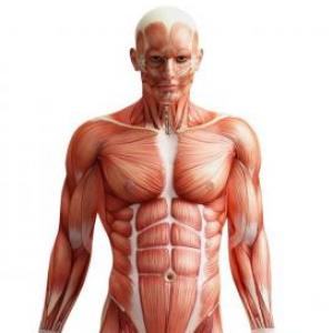 Los musculos