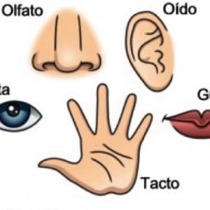 LOS SENTIDOS