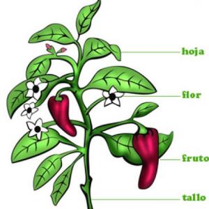 PARTES DE LA PLANTA