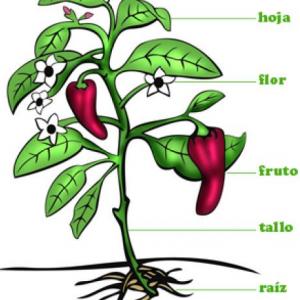 LAS PARTES DE LA PLANTA