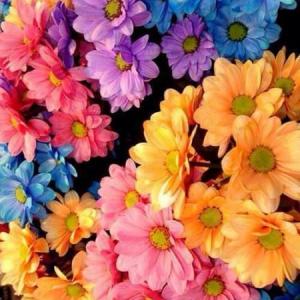 FLORES Y COLORES