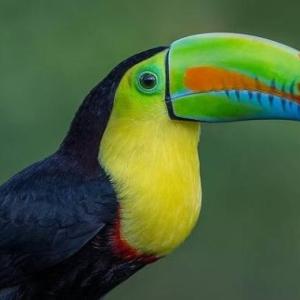 los animales y sus comidas