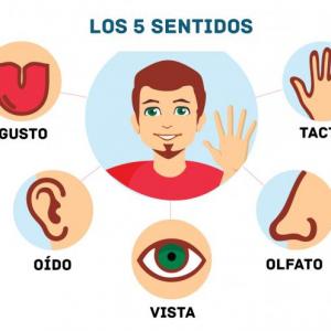 los sentidos