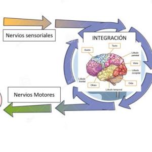 SISTEMA SENSORIAL