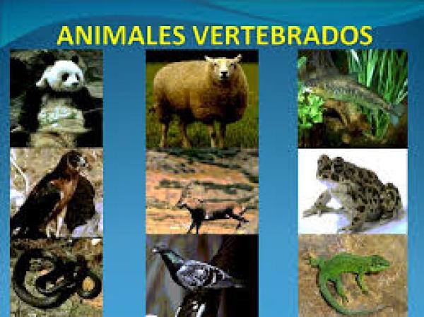 SERES VIVOS