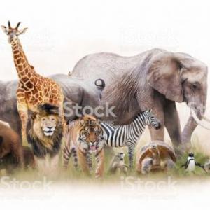 MEMOTEST "Animales"