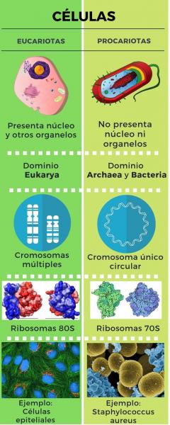 Imagen de portada del videojuego educativo: CELULA (UMB)LJCS, de la temática Biología