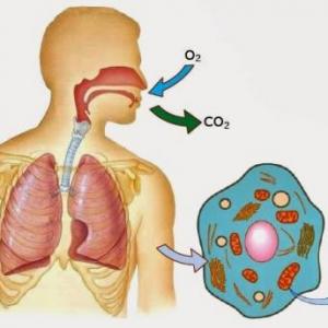 Respiración en pluricelulares.