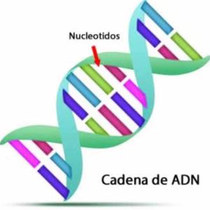 ADN