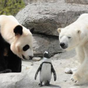 Animales en peligro de extinción