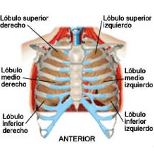 GENERALIDADES DE PATOLOGÍA I